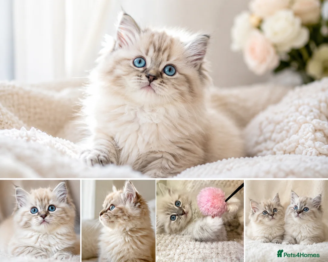 Ragdoll cats for sale: Beautiful Tica registered Ragdolls babies 🌸 - Advert 1