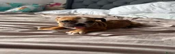 English Bulldog dogs for sale:  🐾 13-Week-Old Female English Bulldog Puppy - Advert 4