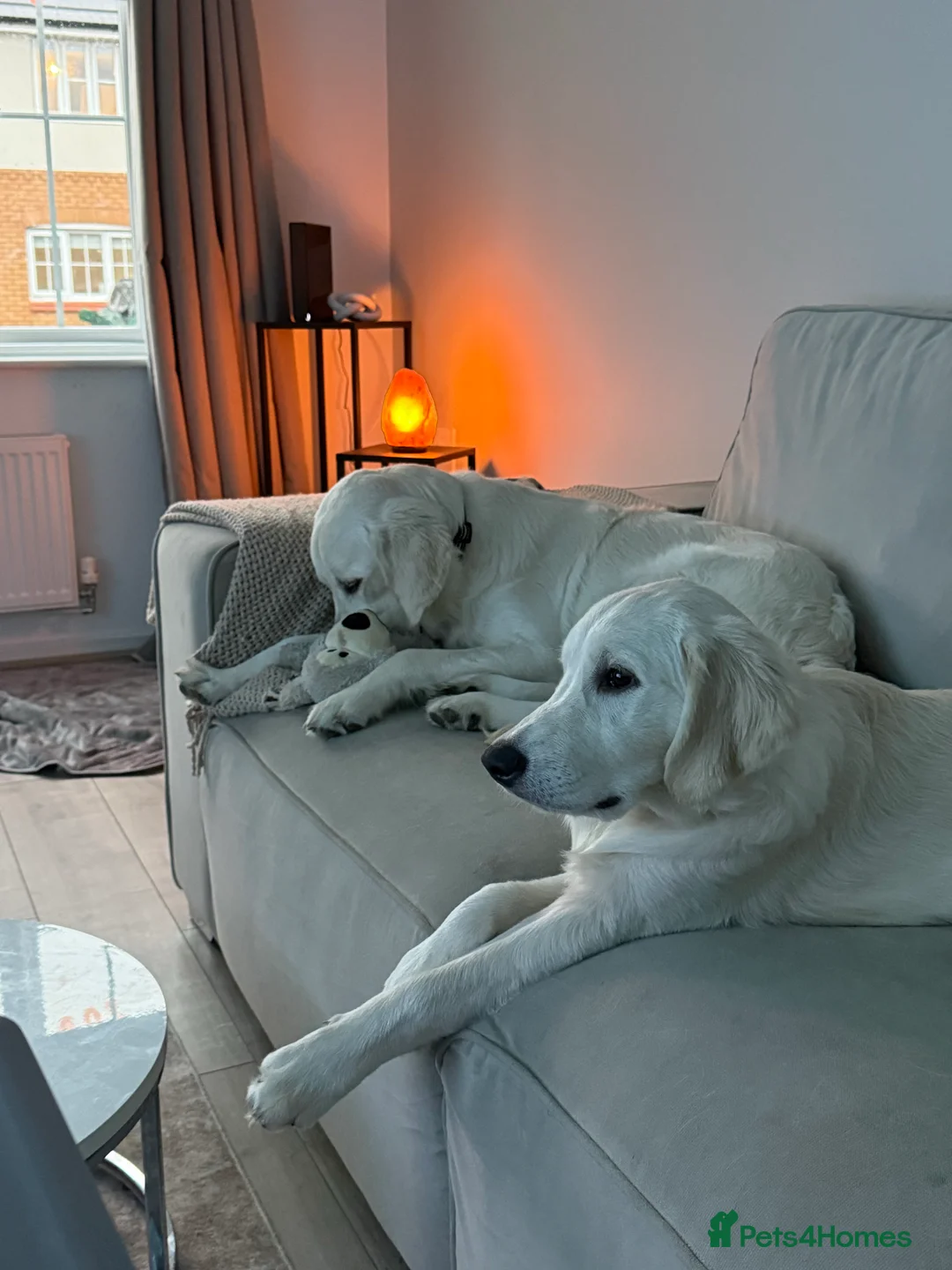 Golden Retriever dogs for sale: 2 Male golden retrievers for rehoming - Advert 25