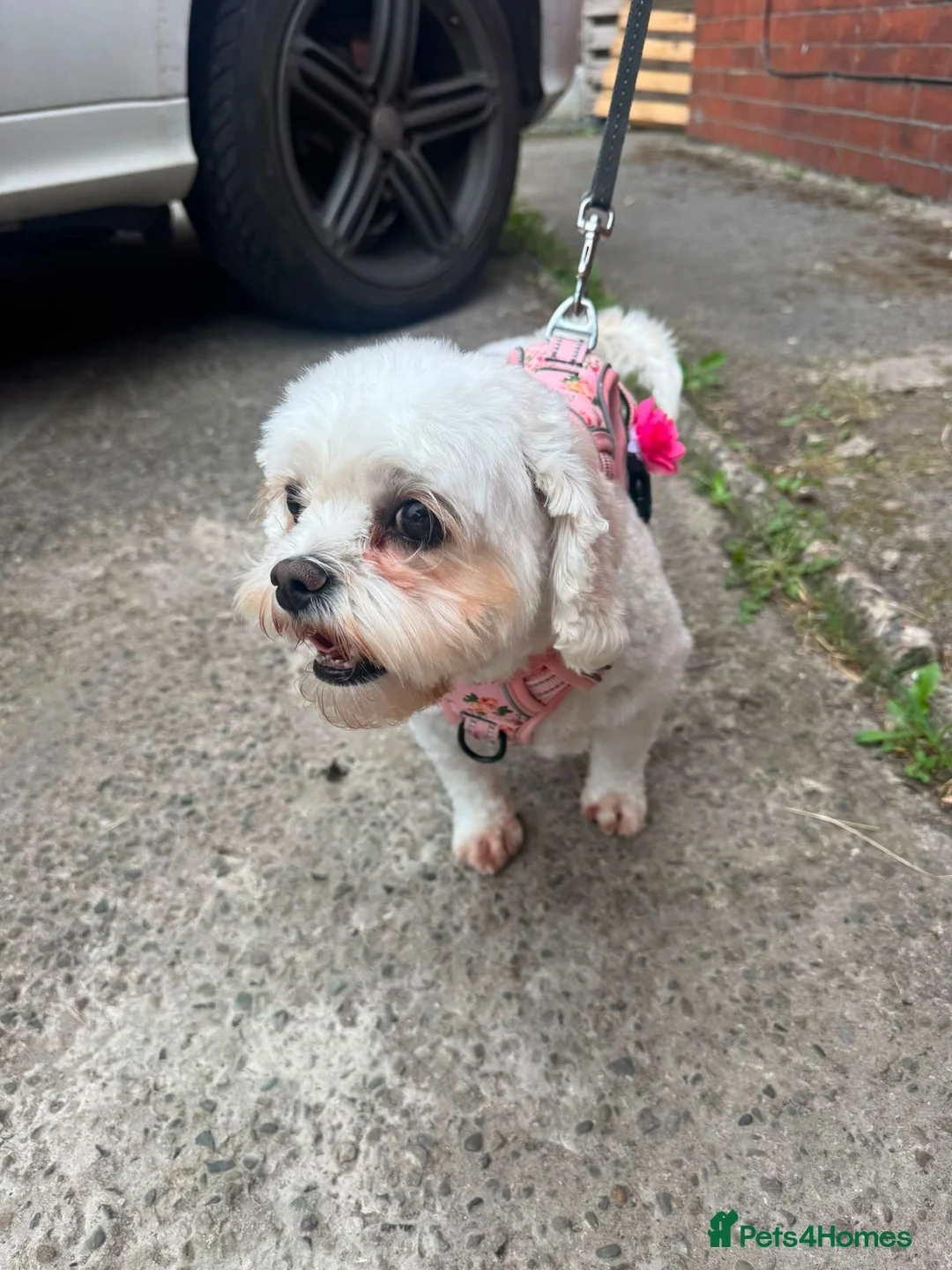 Cavachon dogs for sale: Poppy, 4 year old Cavachon in Winsford - Advert 4
