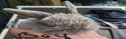Lionhead rabbits for sale: Baby lionhead lop bunnies - Advert 6