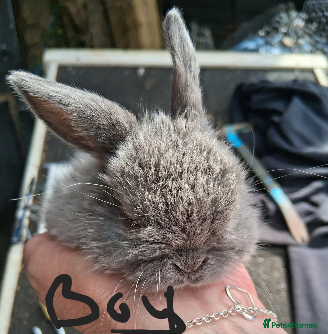 Lionhead rabbits for sale: Baby lionhead lop bunnies - Advert 6
