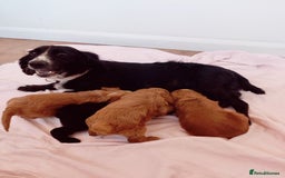 Cockapoo dogs for sale: Gorgeous Cockapoo Puppies  - Image 13