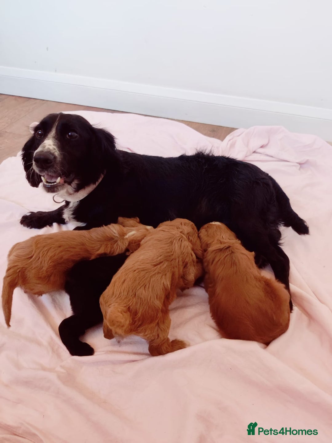 Cockapoo dogs for sale: Gorgeous Cockapoo Puppies  - Image 13