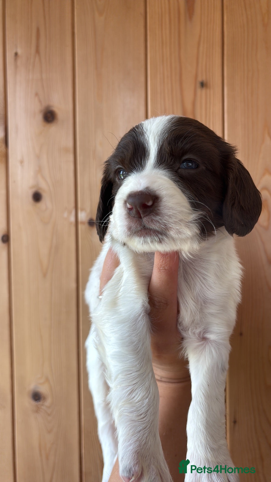 English Springer Spaniel dogs Working Pure Springer Spaniel Puppies  - Advert 14