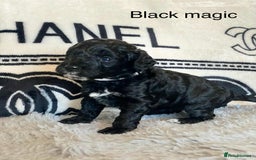 Cockapoo dogs for sale: F1b cockapoo ready to leave now last girl left - Image 30