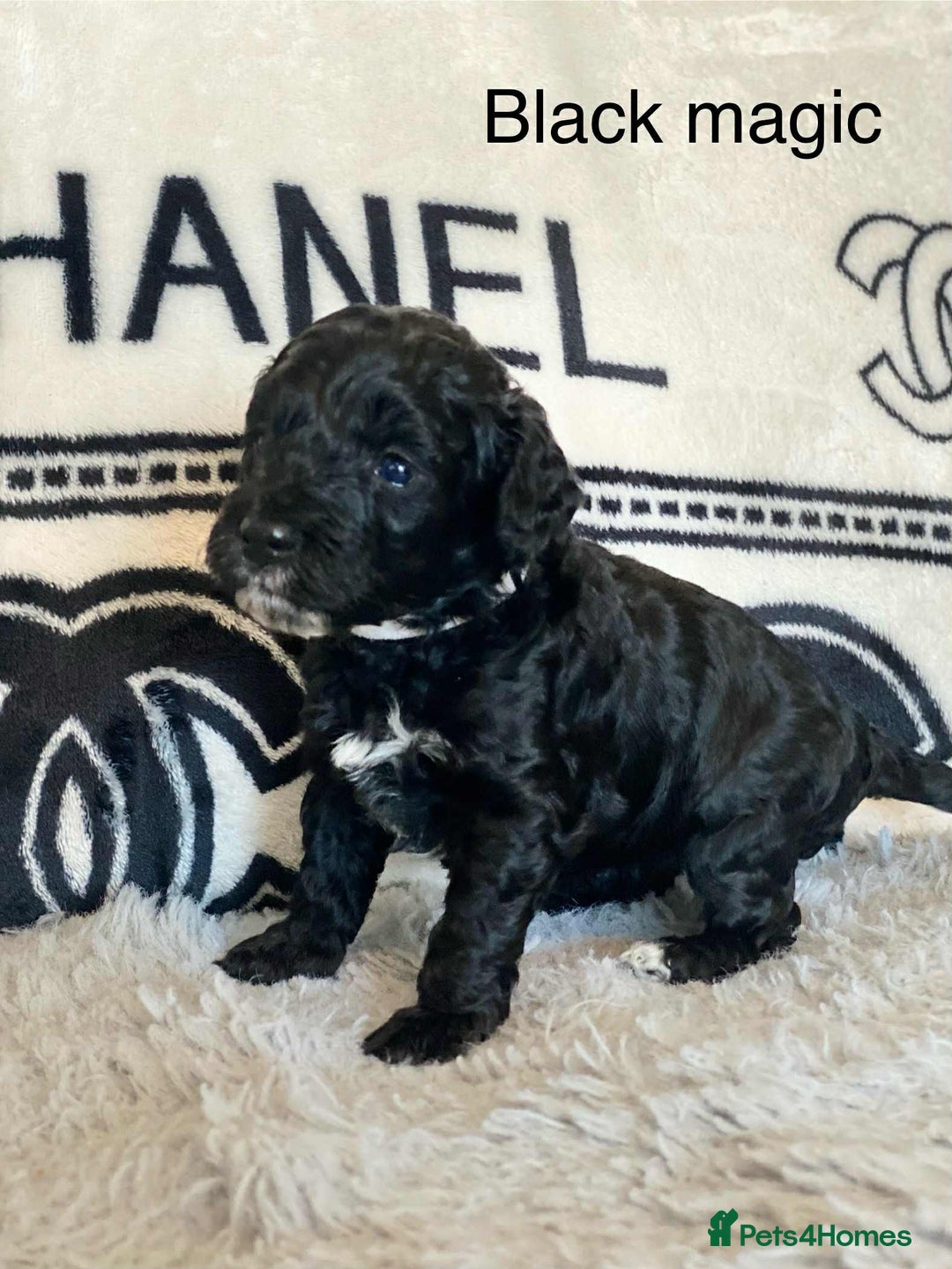 Cockapoo dogs for sale: F1b cockapoo ready to leave now last girl left - Image 30