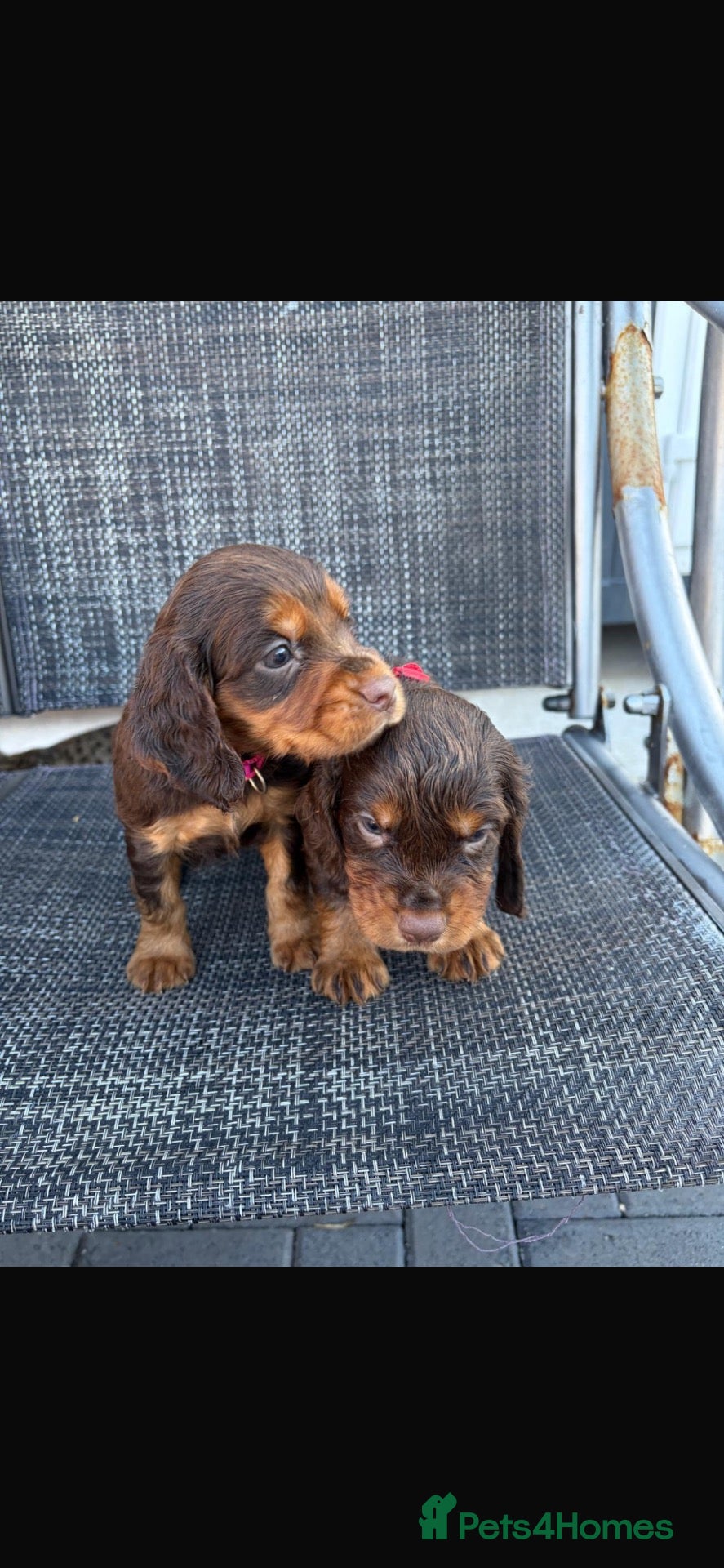 Cocker Spaniel dogs Beautiful working cockers  - Advert 1