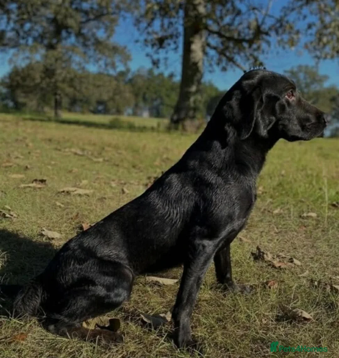 Labrador Retriever dogs for sale: KC registered Labrador Retriever puppies - Advert 23