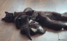 Persian cats for sale: Half persian fluffy kittens - Image 9