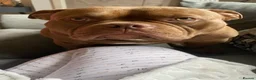 American Bully dogs for sale: 3 year old male pocket bully Simba  - Advert 15