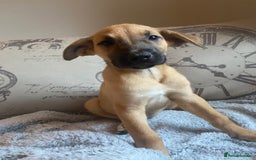 Mixed Breed dogs for sale: Cane corso X Alaskan malamute surprise litter  - Image 35