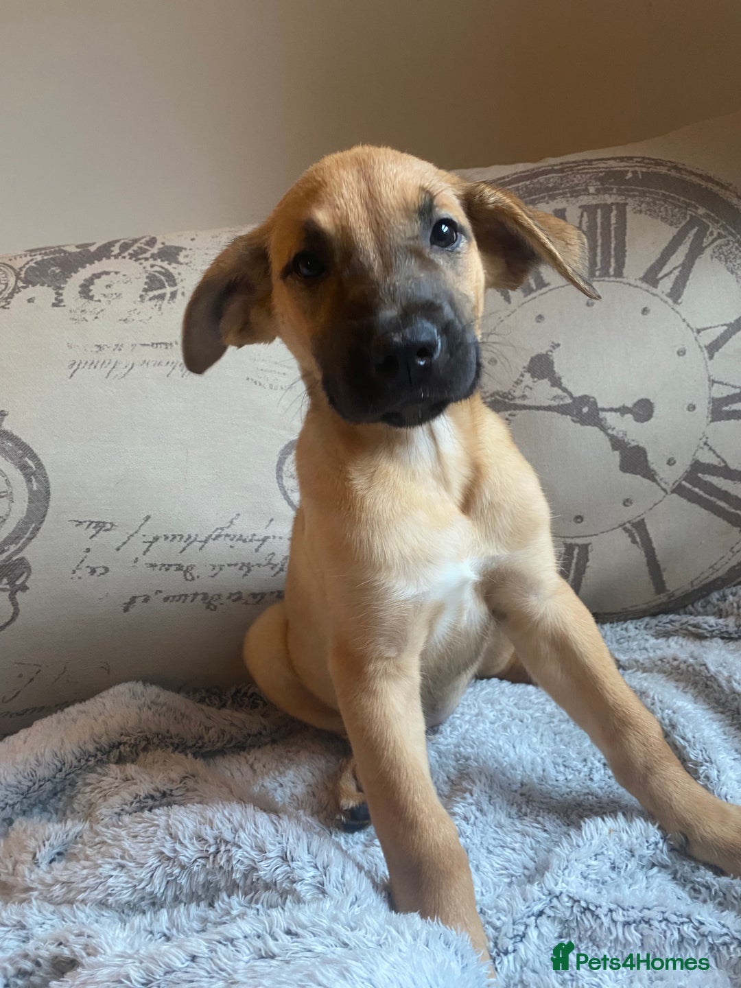 Mixed Breed dogs for sale: Cane corso X Alaskan malamute surprise litter  - Image 35