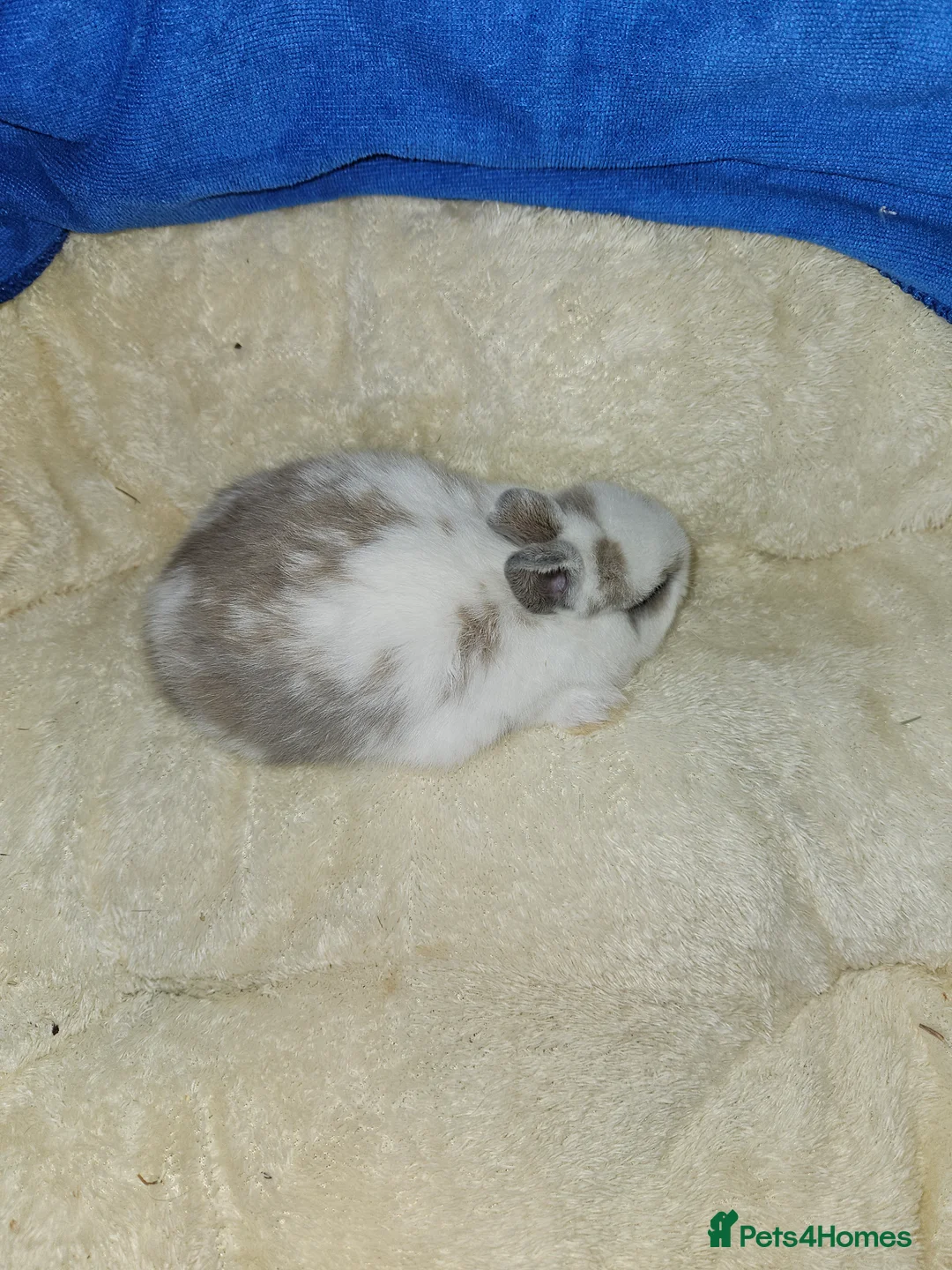 Netherland Dwarf rabbits for sale: Fawn and Broken Butterfly Netherland Dwarf bunnies - Advert 22