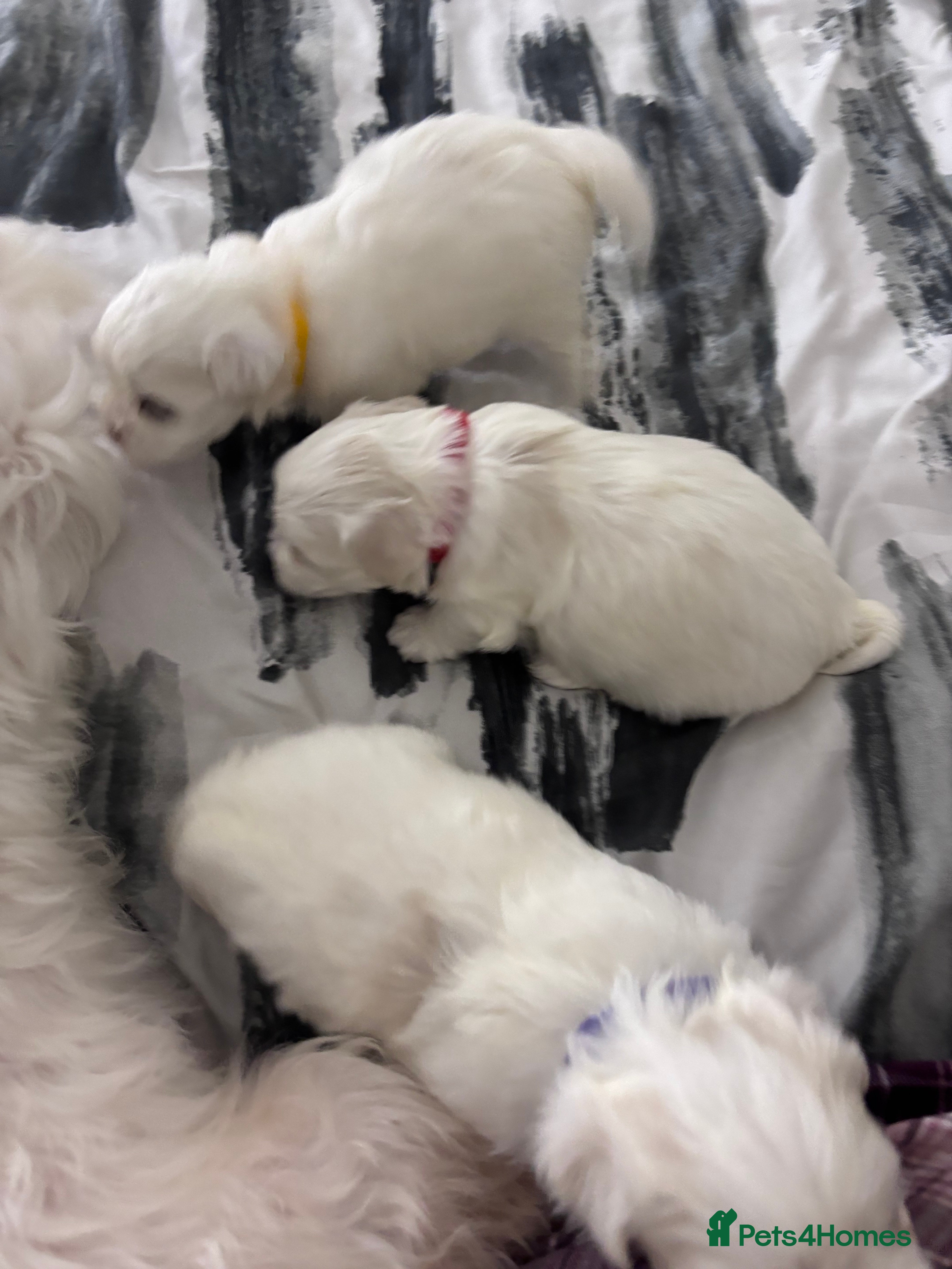 Maltese dogs Maltese puppies for sale - Advert 2
