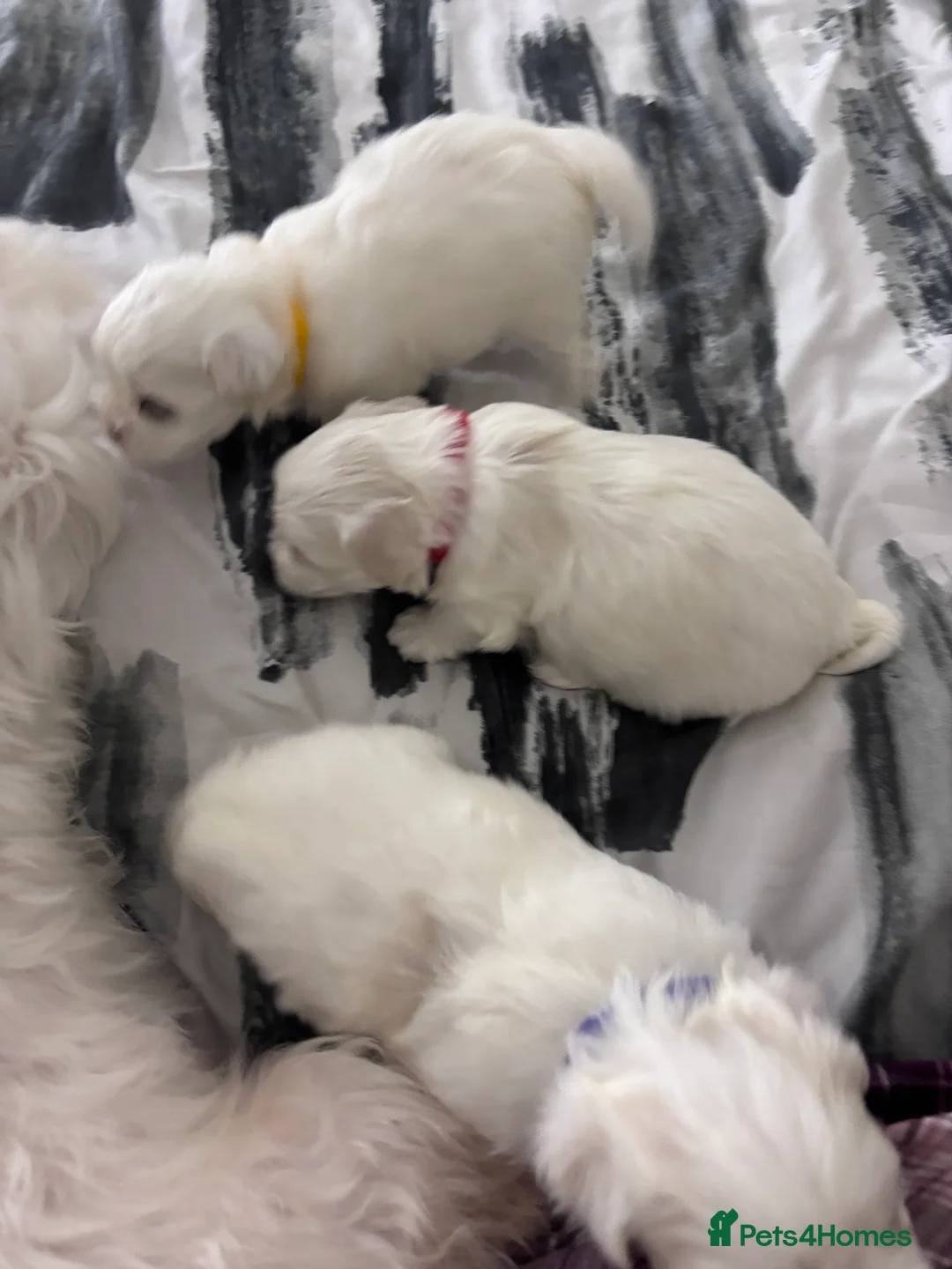 Maltese dogs for sale: Maltese puppies for sale - Advert 1