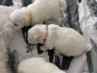 Maltese dogs Maltese puppies for sale - Advert 5