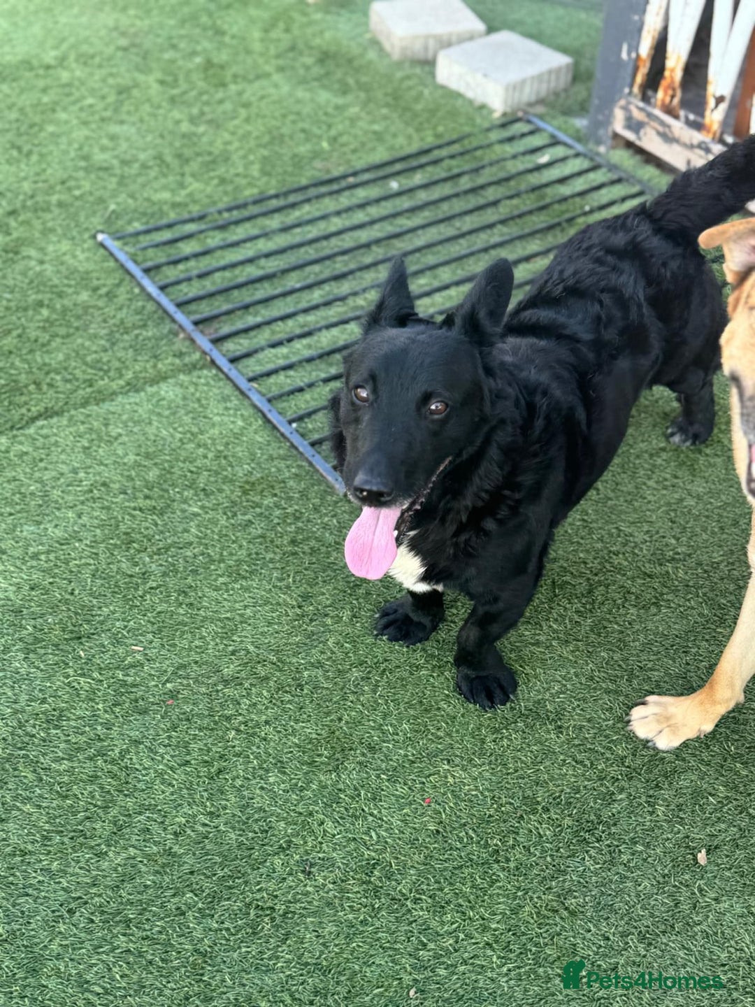 Mixed Breed dogs for adoption: Dashing Dave ready for a new home! - Image 7