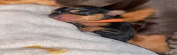 Miniature Dachshund dogs for sale: Beautiful litter of 5 girls - Advert 16