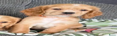 Cocker Spaniel 3
