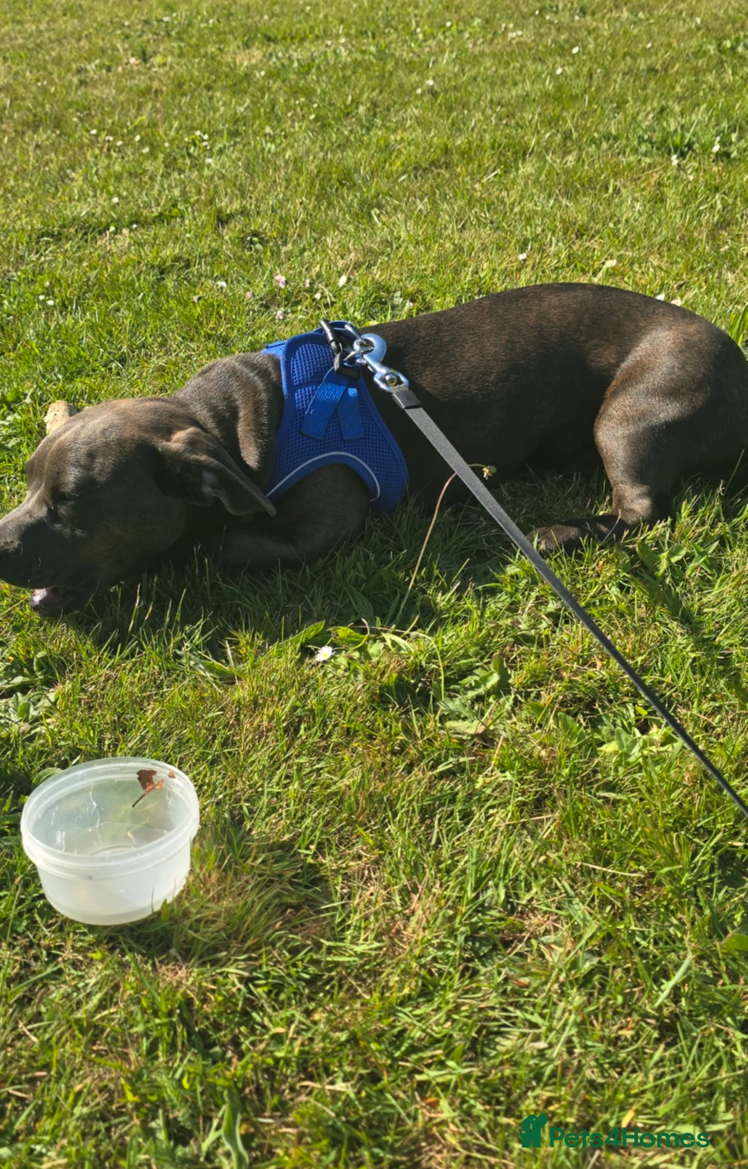 Mixed Breed dogs for sale: French weiner - Advert 5