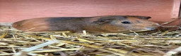 Guinea Pig rodents for sale: Piggies if all ages looking for forever homes - Advert 4