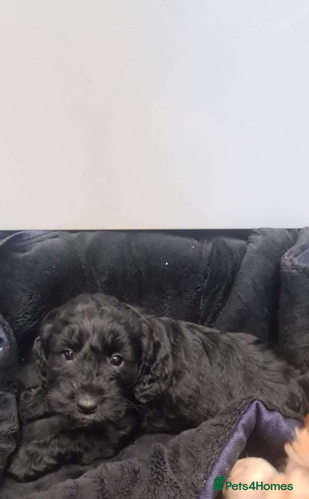 Cockapoo dogs for sale: Cockerpoo - Image 11