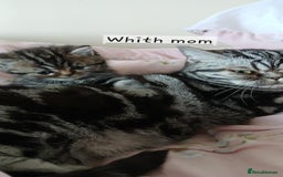 British Shorthair cats for sale: BSH. Silver/Brown Classic Tabby. - Image 5