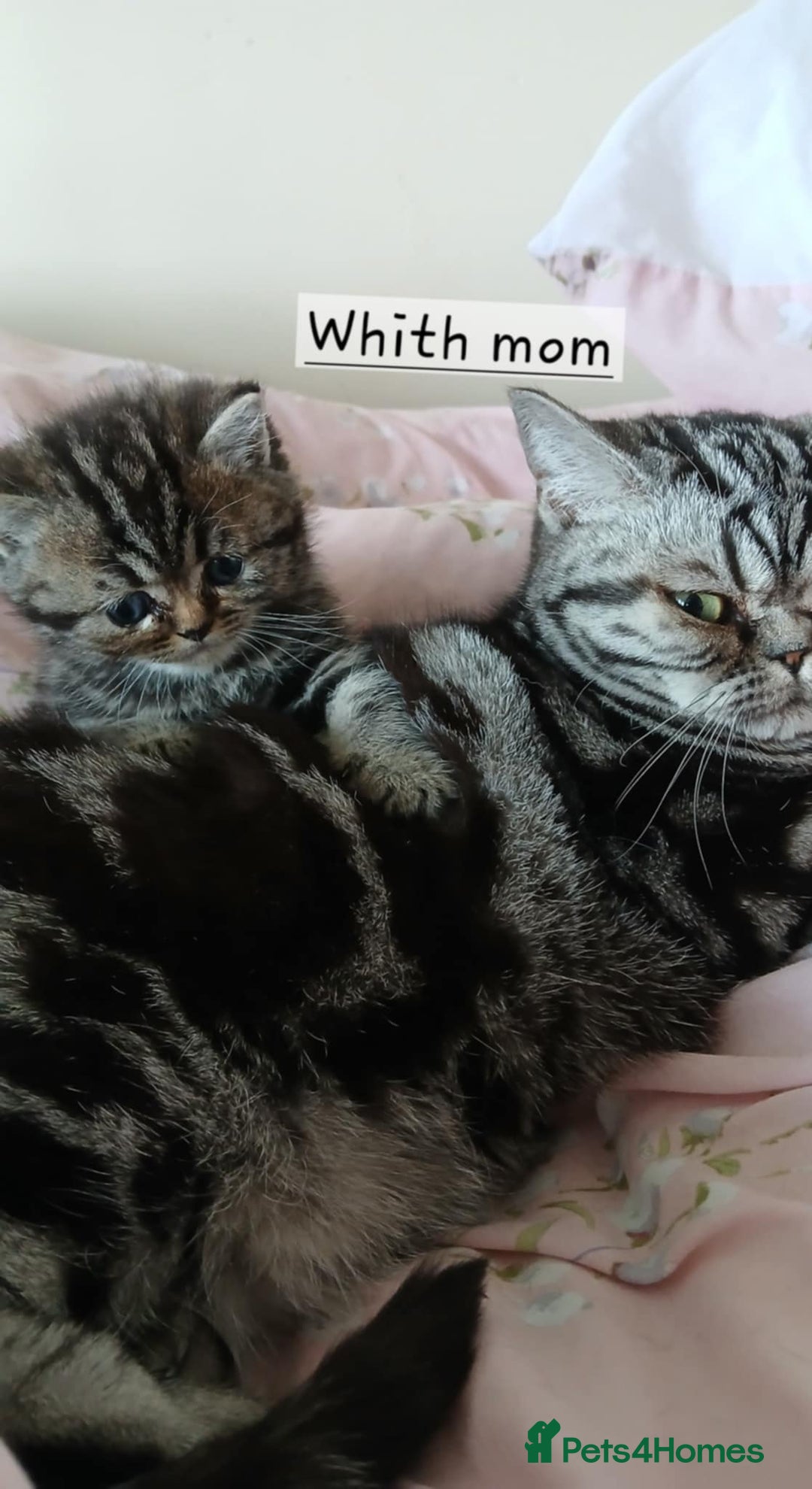 British Shorthair cats for sale: BSH. Silver/Brown Classic Tabby. - Image 5