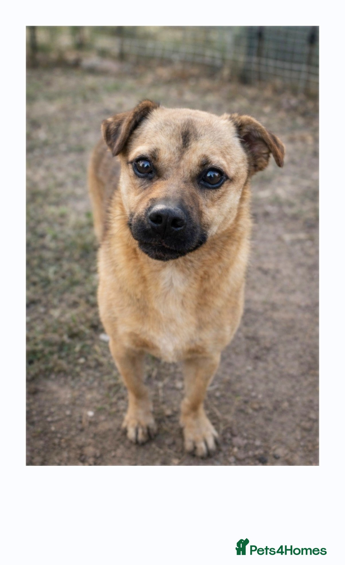 Mixed Breed dogs 🐾 Duggie – a tiny boy with the biggest heart 💛 - Advert 9