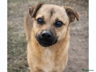 Mixed Breed dogs 🐾 Duggie – a tiny boy with the biggest heart 💛 - Advert 9