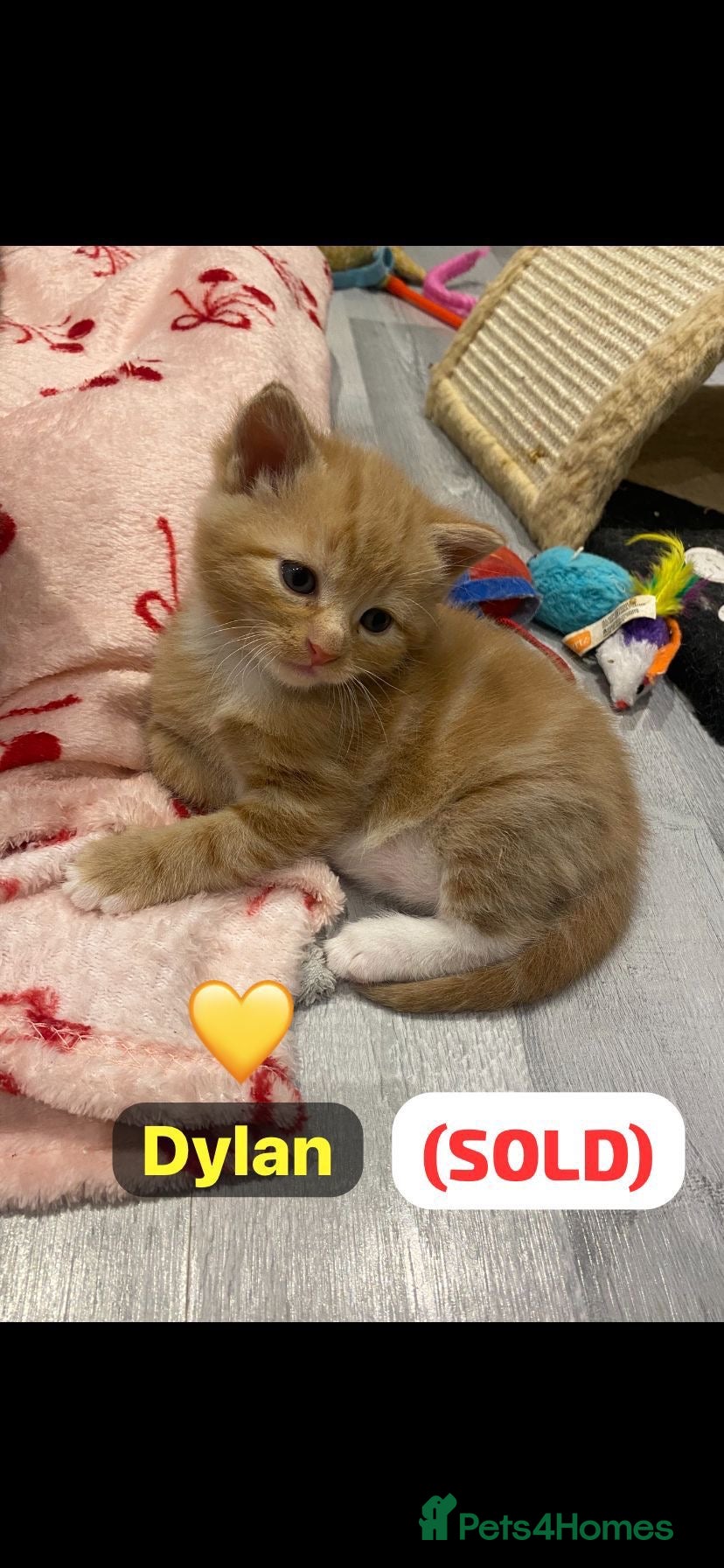 Mixed Breed cats All kittens now sold….🩵🩷 - Advert 1