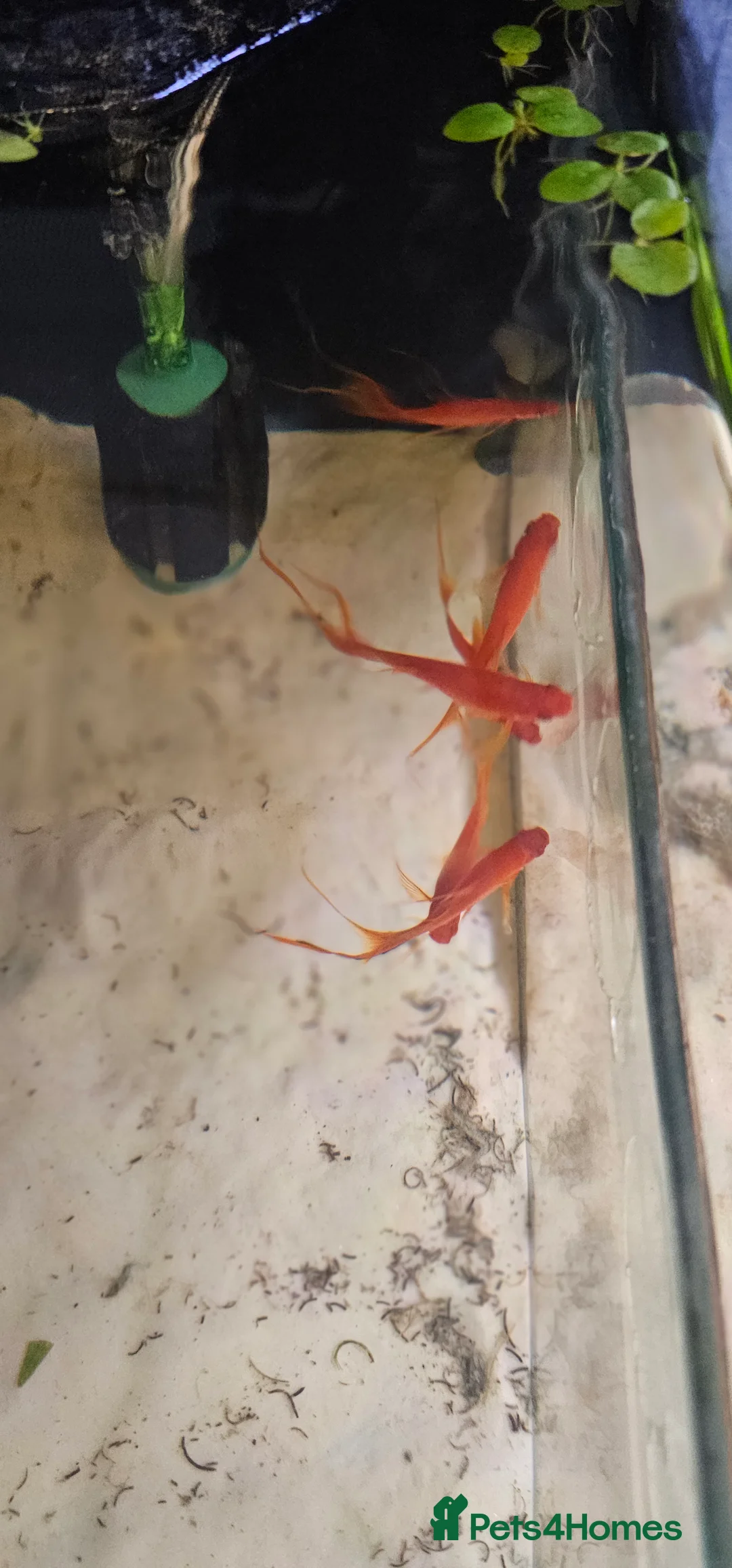 Swordtails fish for sale: Lyretail Male Adult Swordtails – Homebred - Advert 6