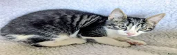 Mixed Breed cats for sale: Beautiful, healthy and playful kittens - Advert 4