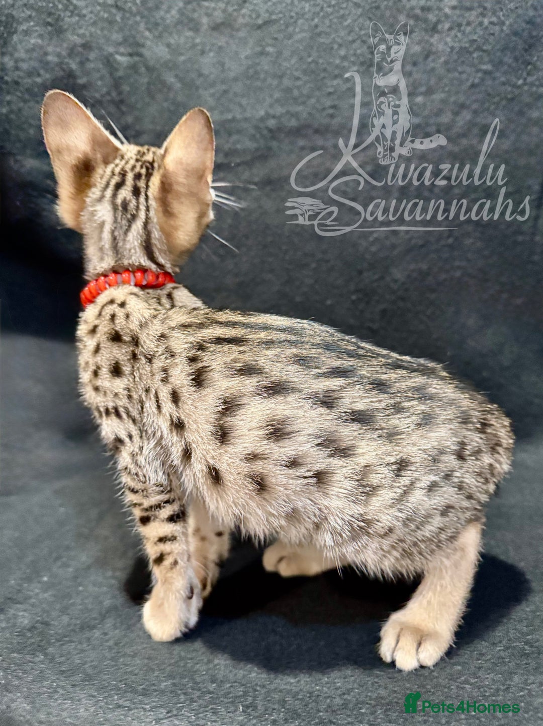 Savannah cats for sale: 12 Weeks Old 5*! -Exceptional Quality Tica Registr - Advert 6