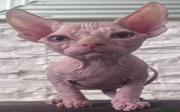 Sphynx cats for sale: Beautiful litter of kittens ❤️ HCM clear 🔥 in Leicester - Image 21
