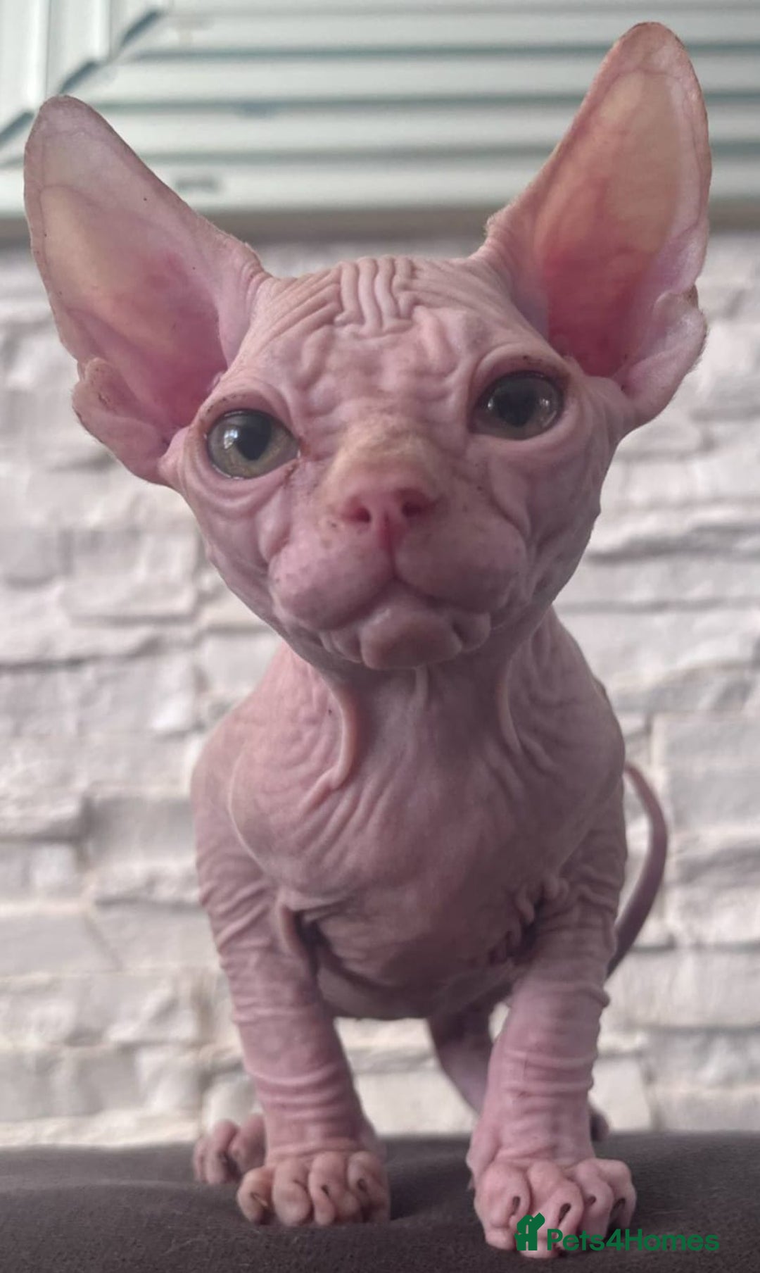 Sphynx cats for sale: Beautiful litter of kittens ❤️ HCM clear 🔥 in Leicester - Image 21