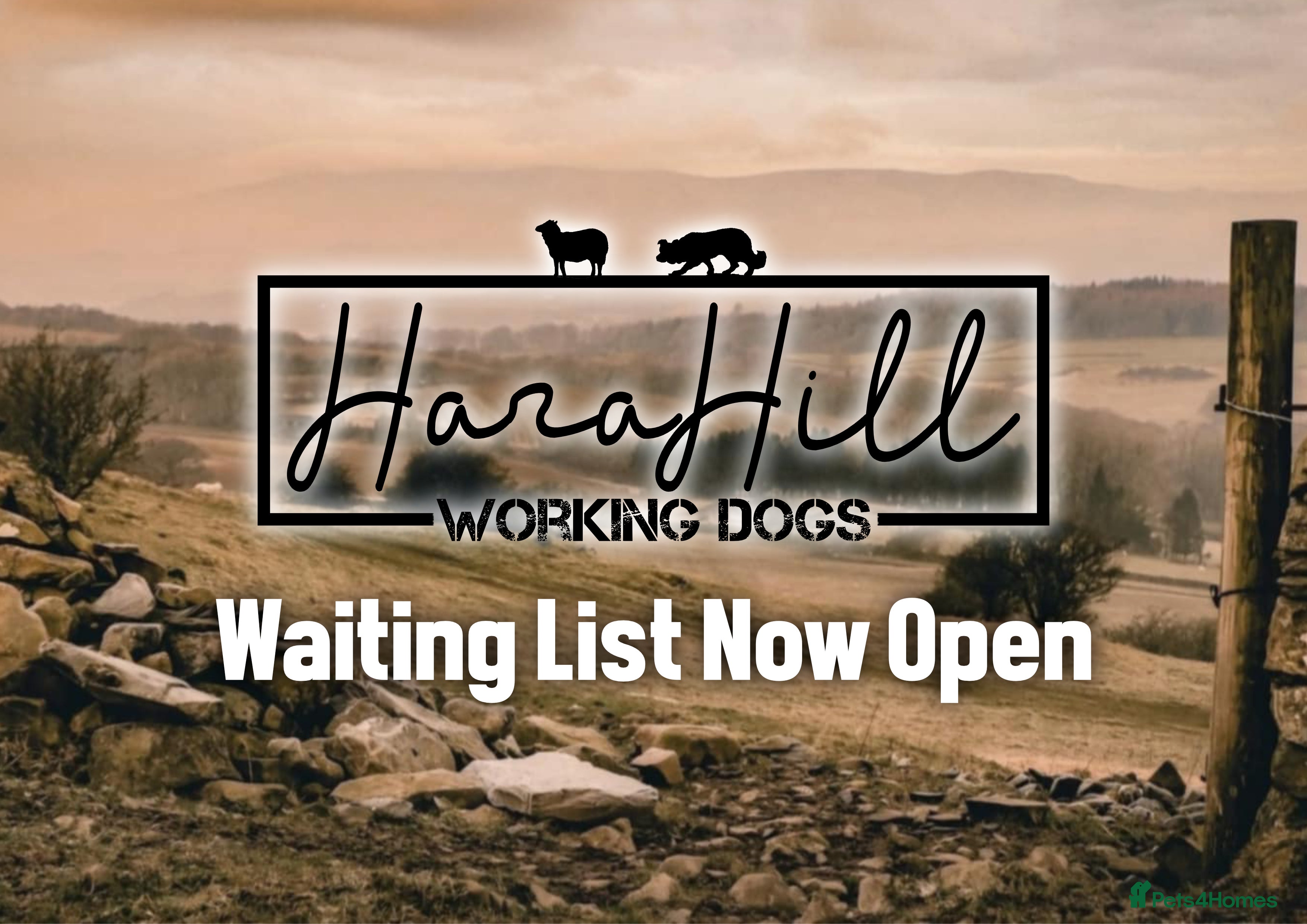 Jack Russell dogs Outstanding JRT (Proper Working & Show Terriers) in Coniston - Advert 2