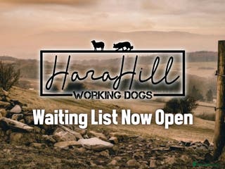 Jack Russell dogs Outstanding JRT (Proper Working & Show Terriers) in Coniston - Advert 20