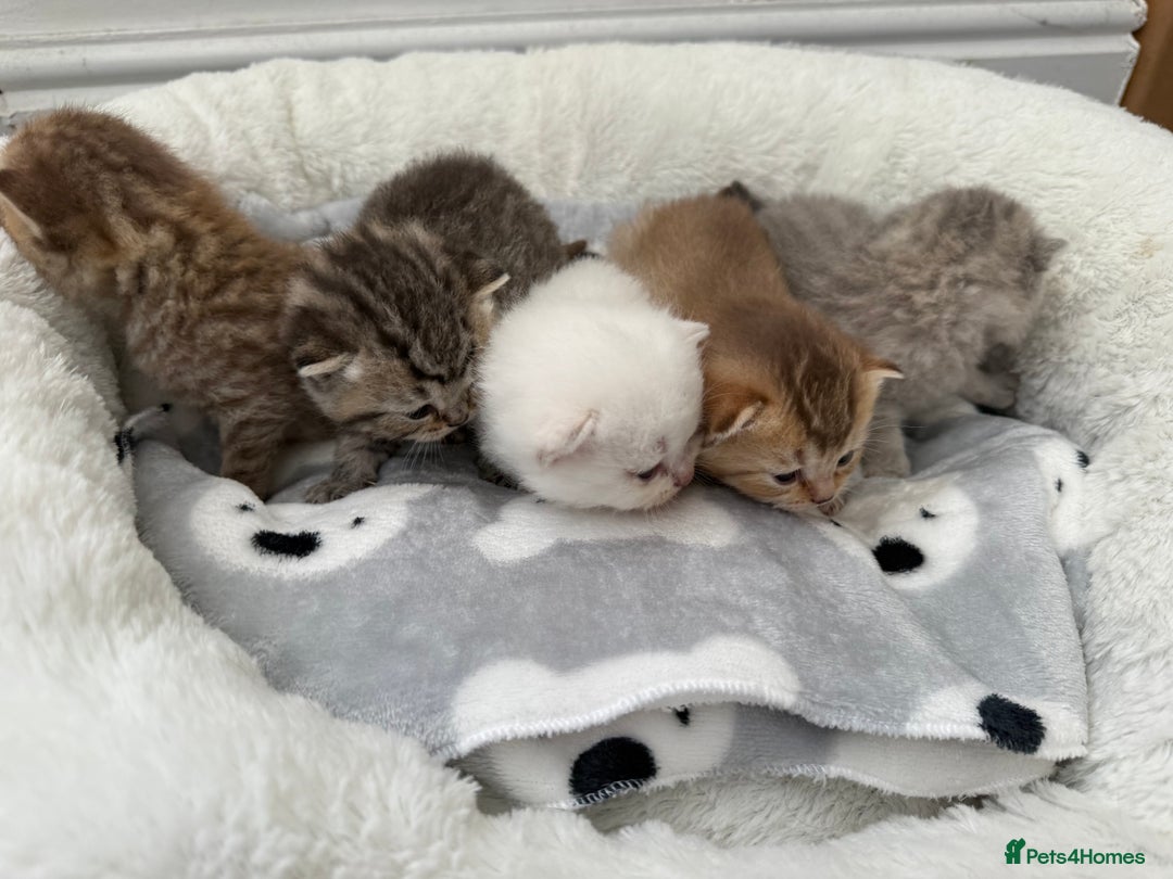 British Shorthair cats for sale: British shorthair kittens  - Image 7