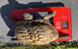 Hermann Tortoise reptiles for sale: 19 year old Hermann Tortoise called Victor - Image 5