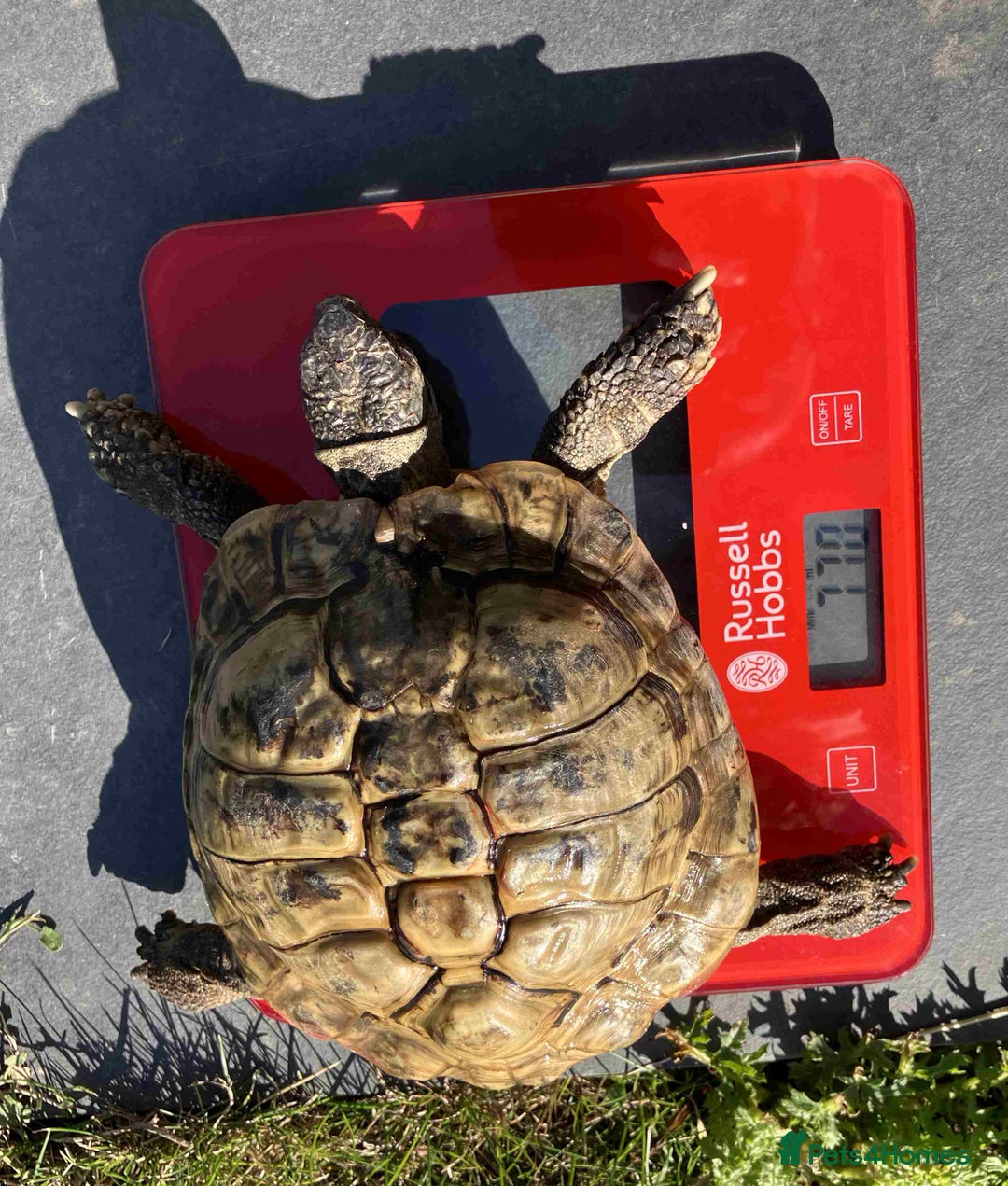 Hermann Tortoise reptiles for sale: 19 year old Hermann Tortoise called Victor - Image 5