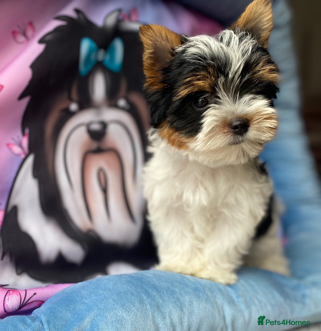 Yorkshire Terrier dogs for sale: Beautiful very small xxxs Biewer Yorkshire Terrier - Image 33