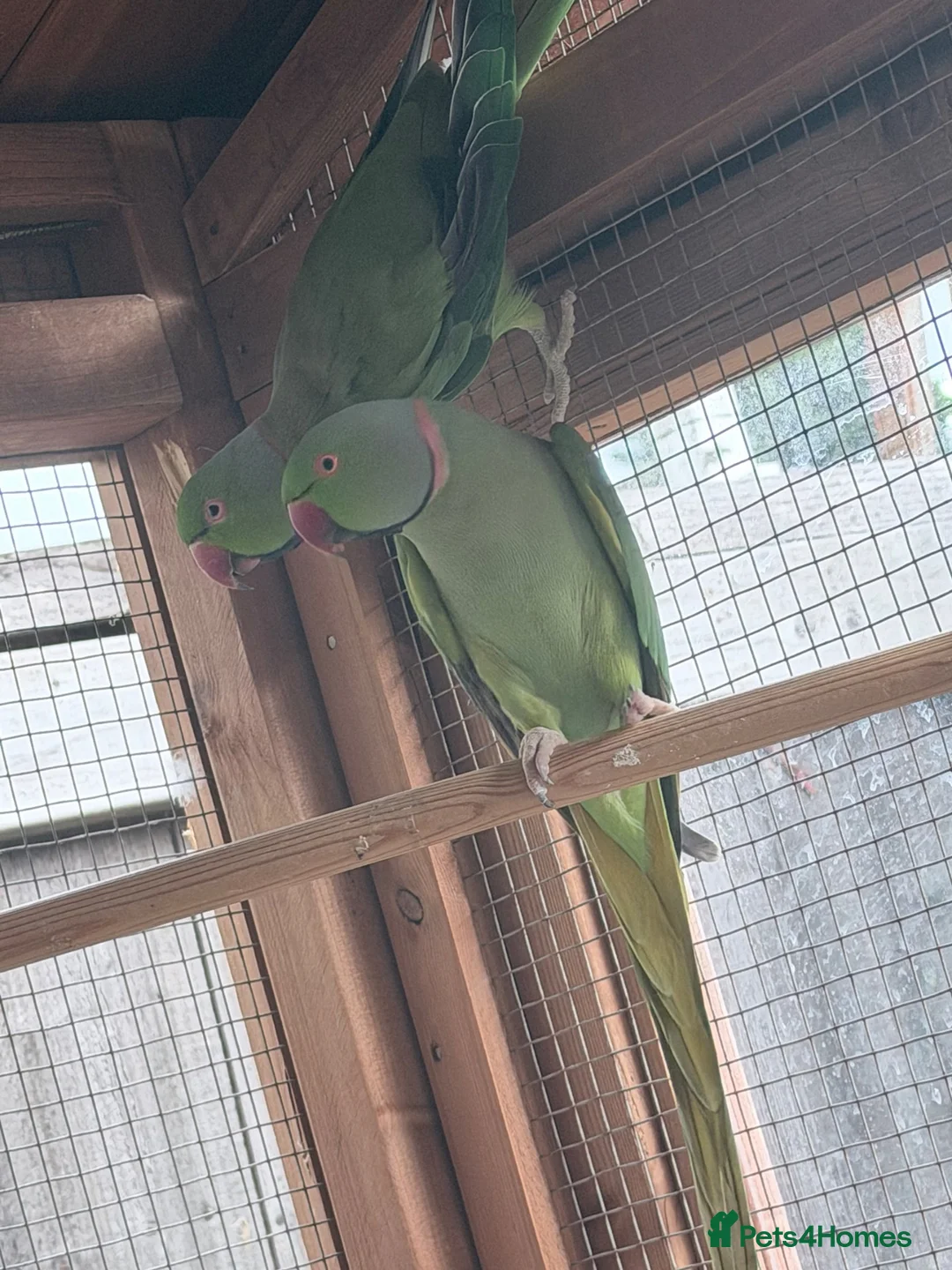 Ringnecks birds for sale: Male ringnecks  - Advert 2