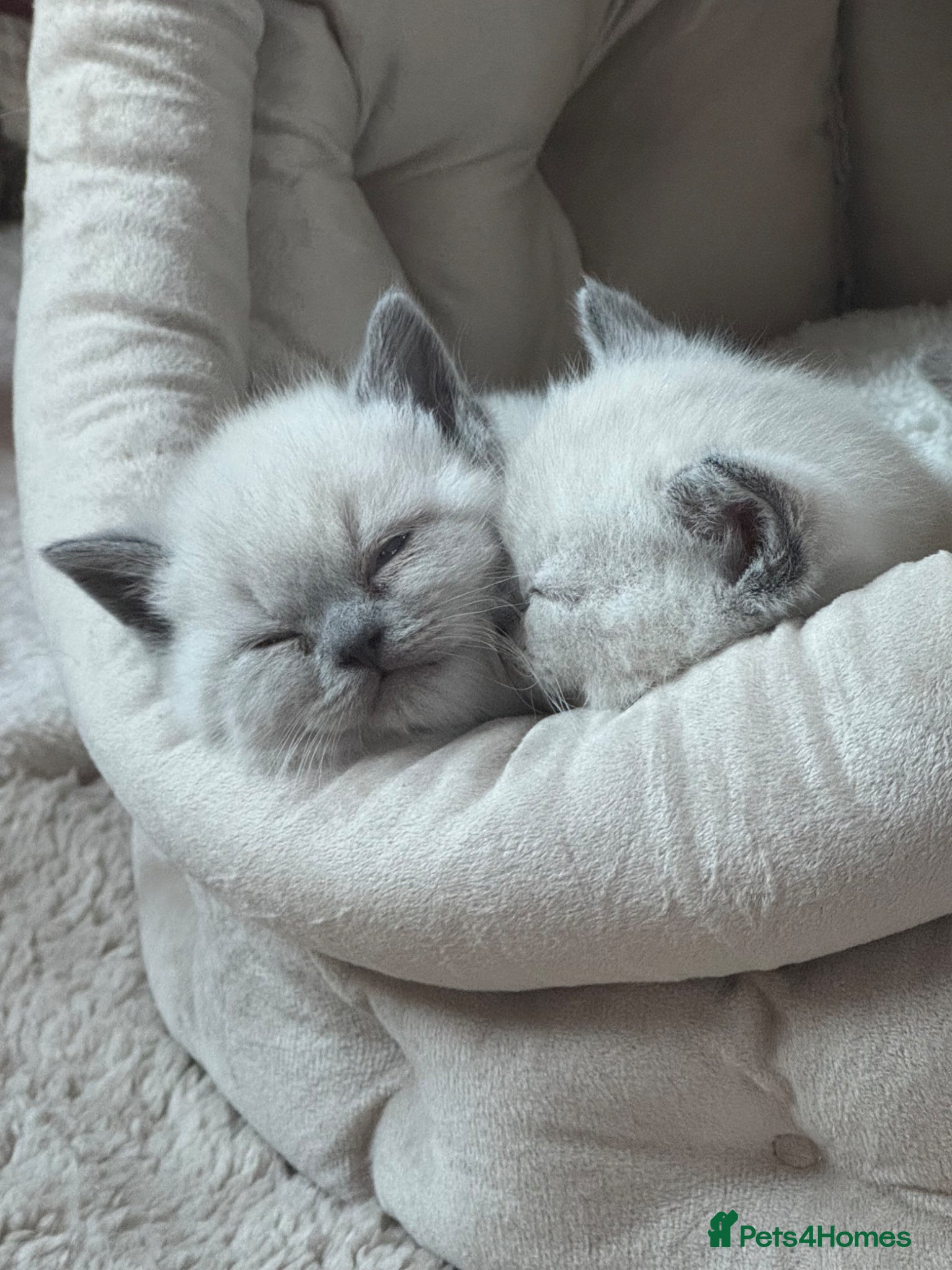 British Shorthair cats for sale: Gorgeous GCCF colourpoints  - Advert 13