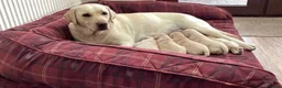 Labrador Retriever dogs for sale: Labrador Puppy - Advert 4