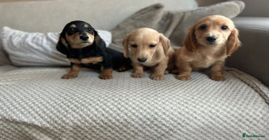 Miniature Dachshund dogs - Advert 14