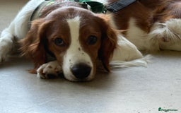 Brittany Spaniel dogs for adoption: Elvis, Brittany Cross, aged 1 in Bedford - Image 20