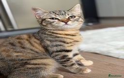Bengal cats for sale: 3month Bengal x female  - Image 7