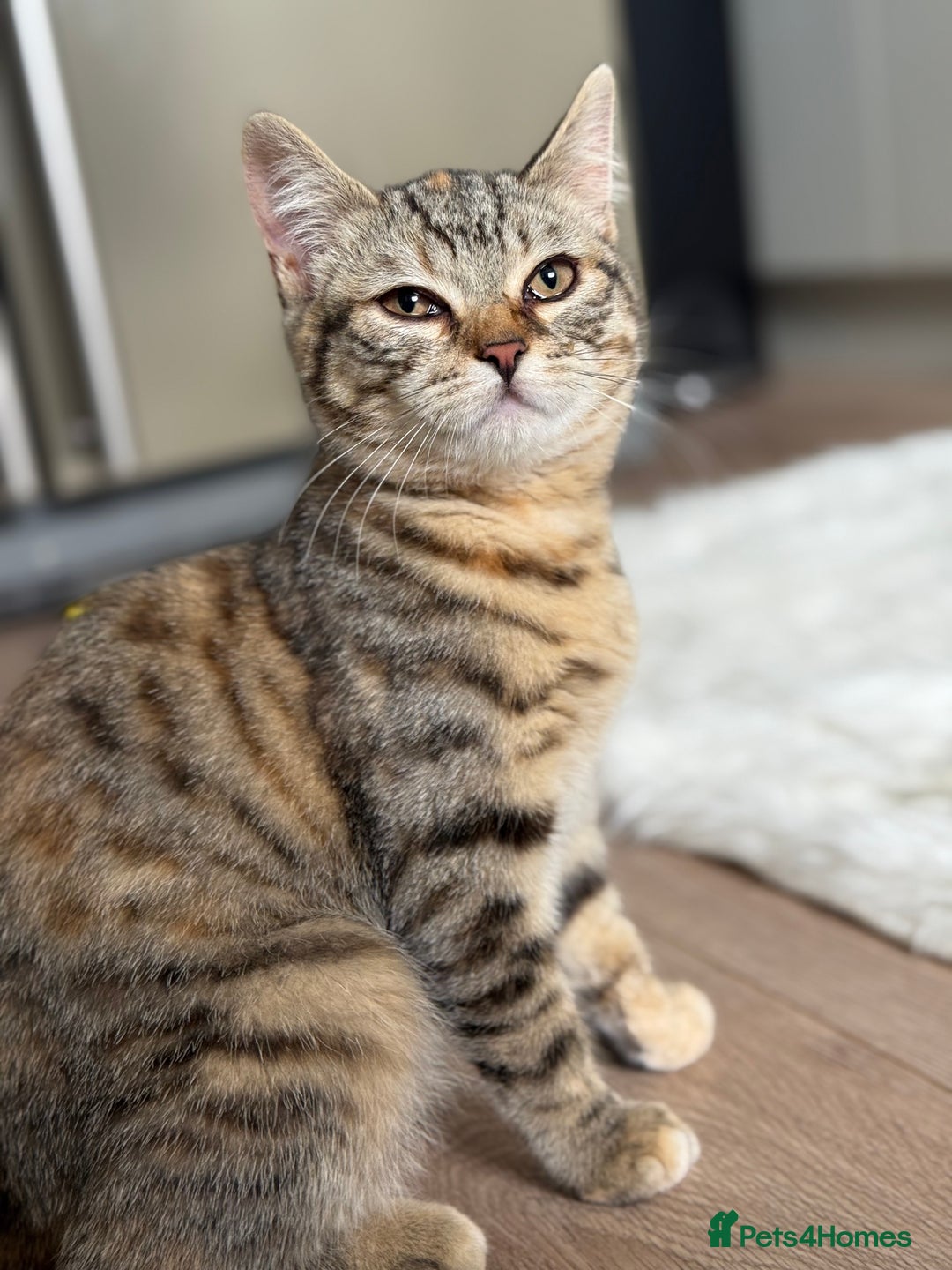 Bengal cats for sale: 3month Bengal x female  - Image 7